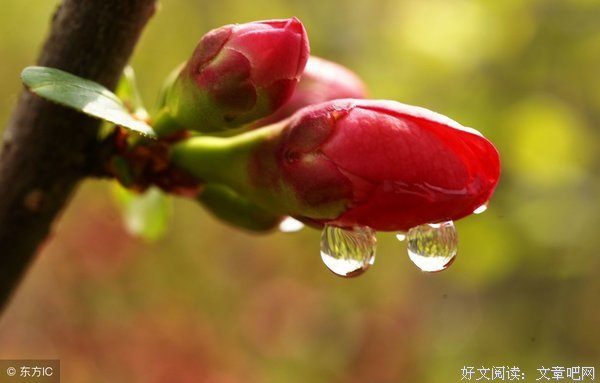 等一朵花开