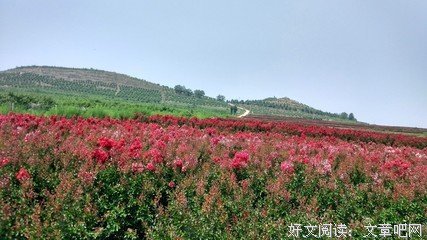 花开花谢问荼靡