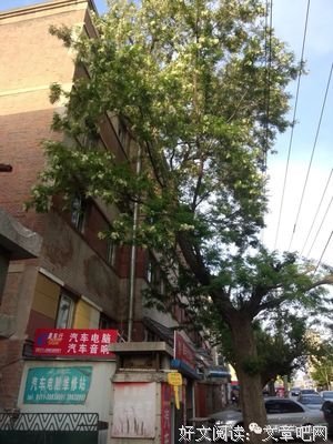老槐树下