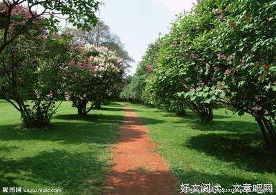 山间有片果树林
