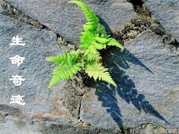 飛躍生命的奇跡