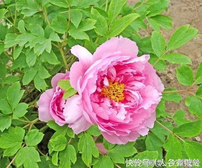 女人是老虎