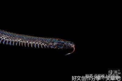 怕蛇