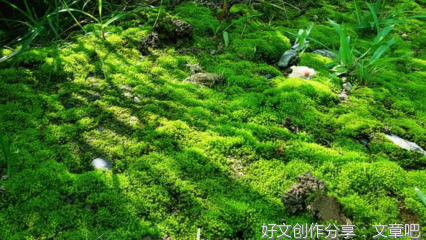 要生存，先做一株小草