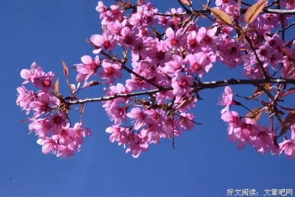 花开败时的一些杂思