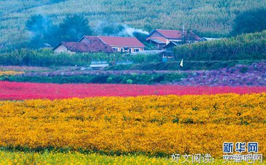六月芙蕖别样鲜