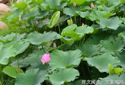 荷塘清香