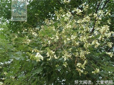 槐花飘香