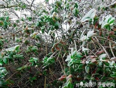 清语