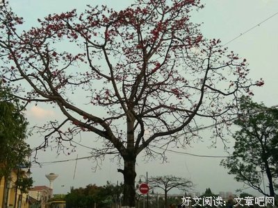 学校旁那颗老攀枝花树