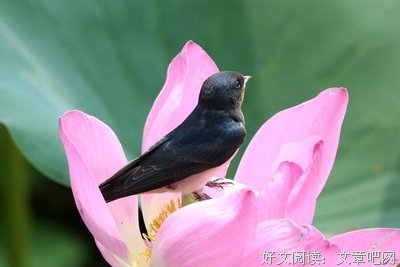 神东雏燕