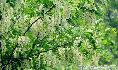 又到槐花飘香时