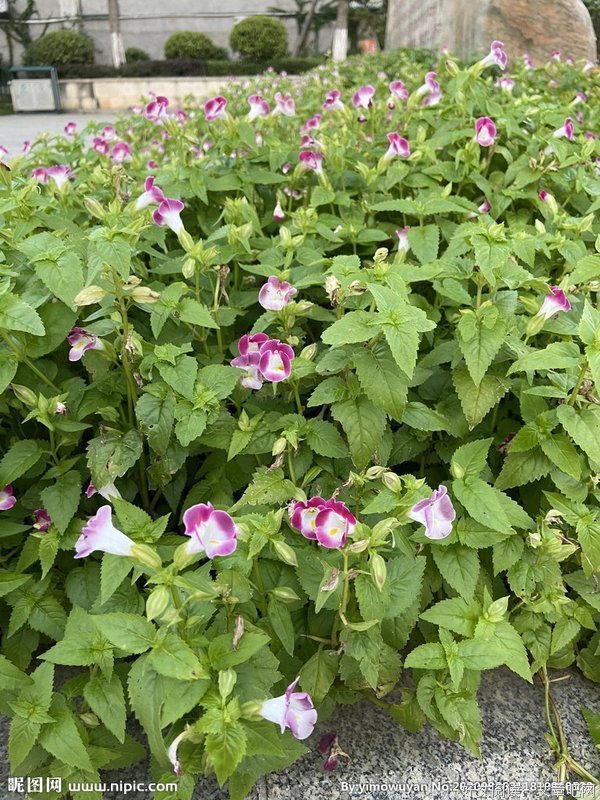 牵牛花