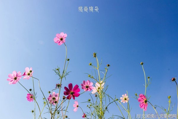 生命如花