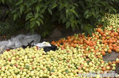 又见杏儿黄