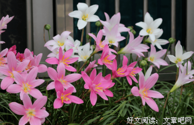 把爱放在雨水里