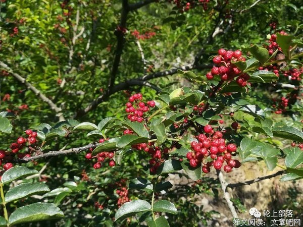 又是花椒飘香时