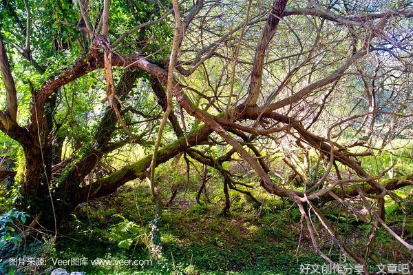 小草、灌木和大树