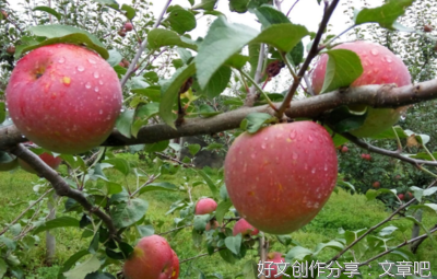 苹果的味道