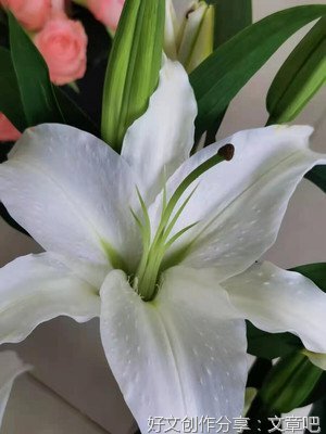 花趣