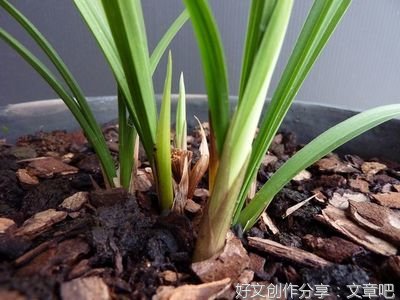 穿过兰花我的手