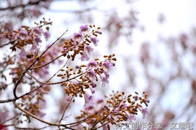 赖德忠：梧桐花开