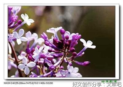 朱长友：又见丁香花