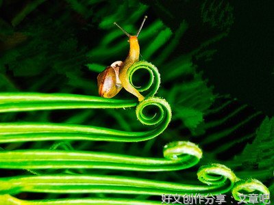 蜗牛的梦想