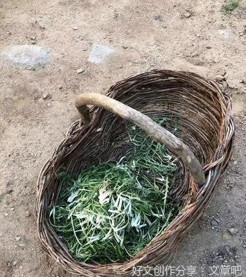 散文 苦菜的记忆