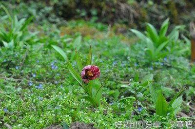 绿叶对根的情意