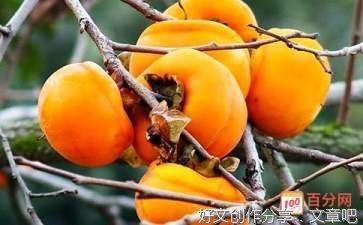 (散文）：火红的柿子树
