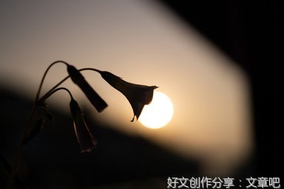 夕阳也有爱，夕阳花更红