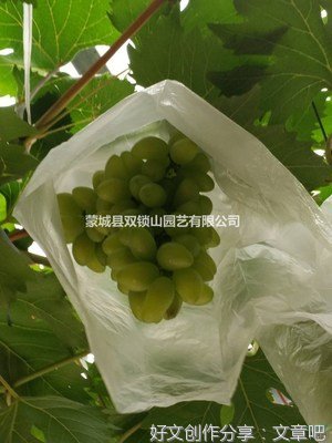 温馨的葡萄树