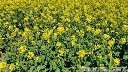 风中飘逸的油菜花香