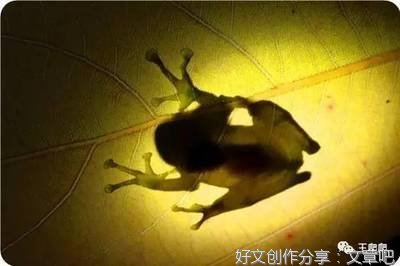 寂静的夜，你会悄悄的来