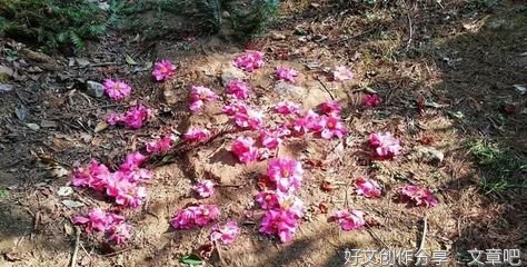 漫山茶花你最美