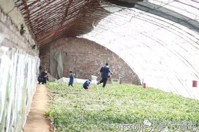 ：快乐春游-------踏青摘草莓之旅