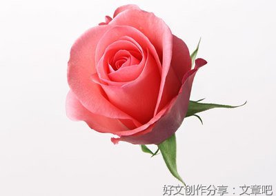 王艳萍：爱的玫瑰