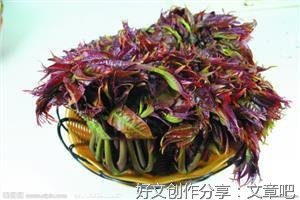 齐凤池：饮食随笔 香椿