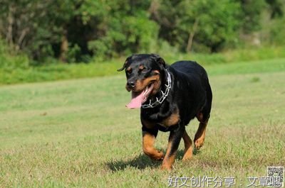 水适：狗与犬的区别