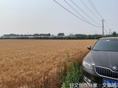 常艳强：又是一年麦收时