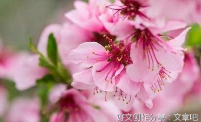 杜兰全：桃花小院