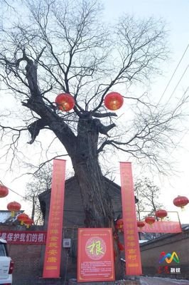 任来虎：古槐树下的记忆