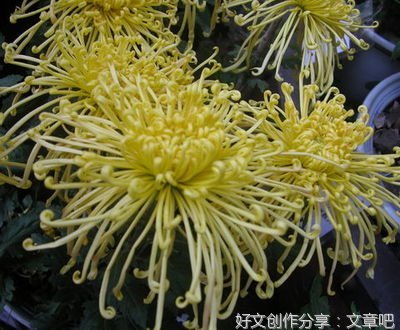 焦娟娟：又是一年菊花香