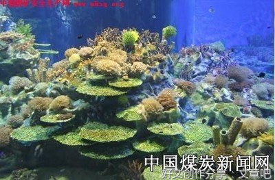 陈浩民：游成都海洋公园