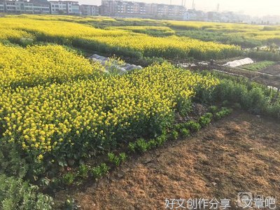 马萌：玉华宫采风杂录