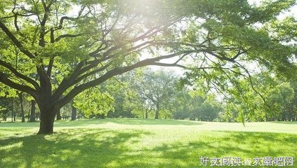 一棵大树的成长
