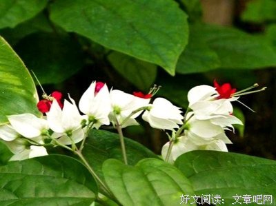 淡看沧桑，笑语流年