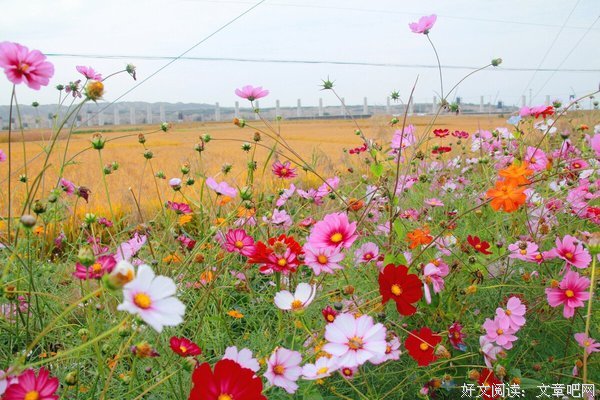格桑花开，风柔情长