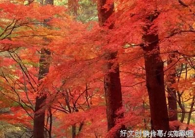 人心如落叶